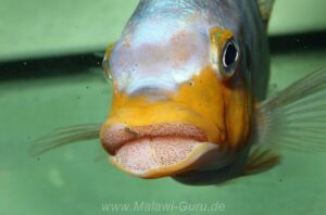 Petrotilapia sp. 'yellow chin' Mbenji Island